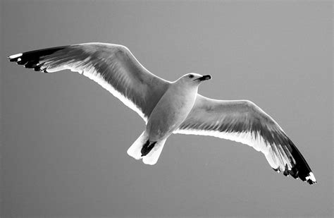 Black White Seagull - Free photo on Pixabay - Pixabay