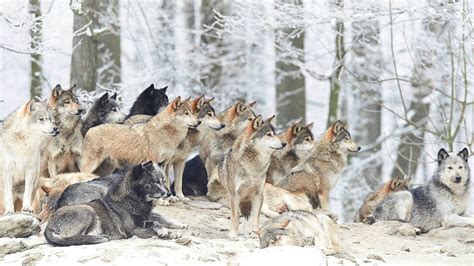 Wild Animals Wolf Many Wolves Chopper Wolves In Winter 4k Ultra Hd ...