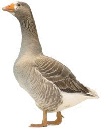 Goose Breeds | poultrykeeper.com