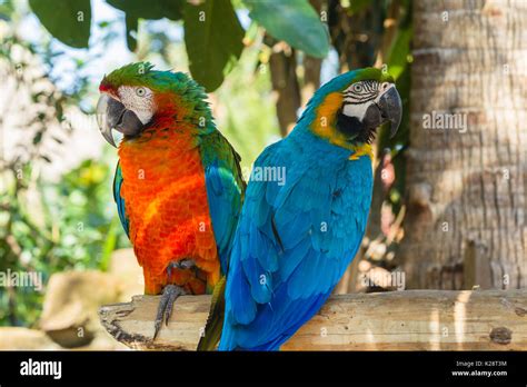 Tropical bird macaw cockatoo parrot closeup feathers colors detail ...