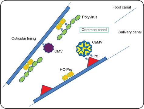 Table 2 from Plant Virus Transmission by Insects | Semantic Scholar