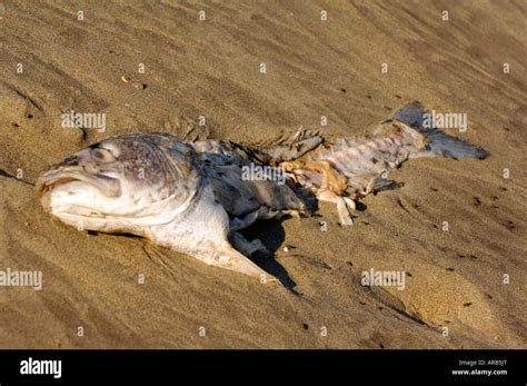 Smelly Fish Stock Photos & Smelly Fish Stock Images - Alamy