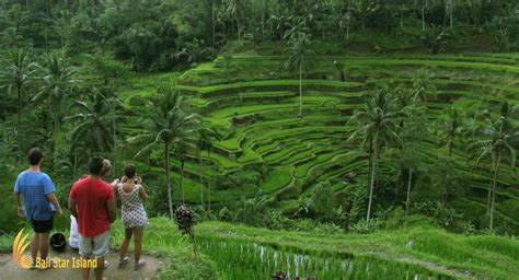 Ubud Tour | Bali Sightseeing - Full Day Tours Tourist Activities