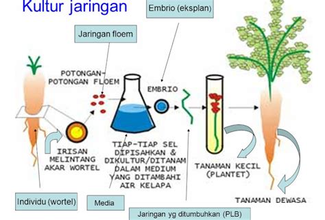 tanyapustaka: Pengertian, Jenis, Media, Teknik, Syarat, Proses, Manfaat dan Dampak Kultur Jaringan