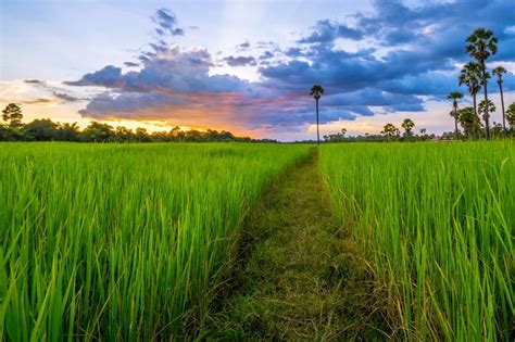 Cambodian Rice Field - Cambodian rice field near Siem Reap, Cambodia. | Field wallpaper ...