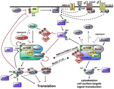 mtor signaling pathway - | Science nature, Signal transduction, Pathways