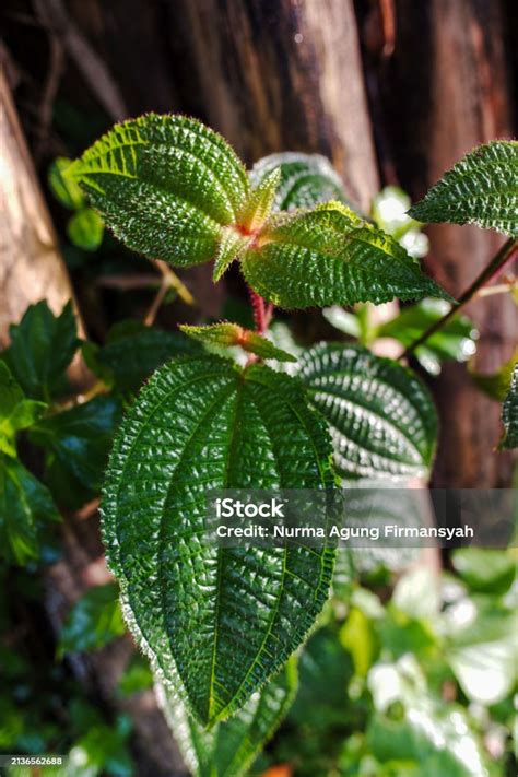 Green And Hairy Leaves Of The Clidemia Hirta Plant Stock Photo ...