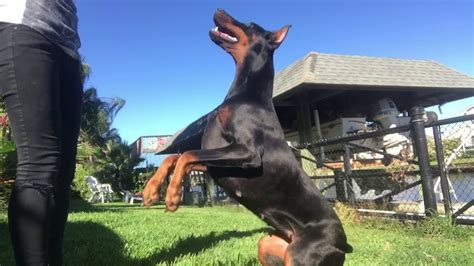 Doberman Pinscher Training - YouTube