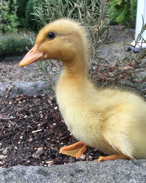 Saxony | Ducks | Breed Information | Omlet