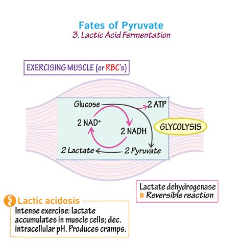 Biochemistry Glossary: Fates of Pyruvate - 3. Lactic Acid Fermentation | ditki medical ...