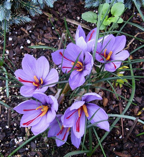 The stamen of the Crocus flower is Saffron, more expensive per ounce ...