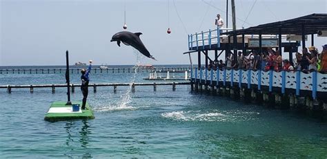 Oceanario (Cartagena) - 2019 All You Need to Know BEFORE You Go (with Photos) - TripAdvisor