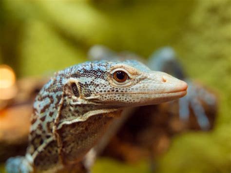 Blue Tree Monitor Lizard Stock Photo - Image: 40686934