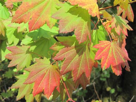 Vine Maple (Acer circinatum) - Extension's Sustainable Tourism Blog