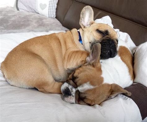 Sleeping French Bulldogs ️ | Frenchie bulldog, French bulldog puppies ...