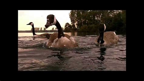 swimming & diving with ducks & geese - YouTube