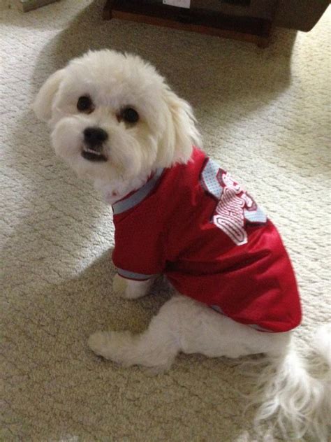 Ohio State Buckeye puppy! | Puppies, Buckeye, Ohio state buckeyes