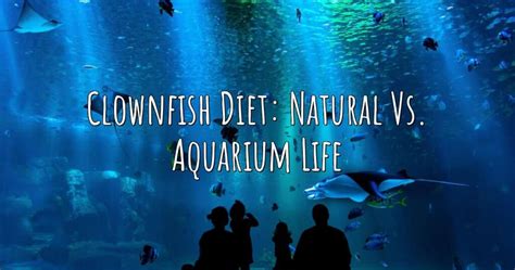 Clownfish Diet: Natural Vs. Aquarium Life – Aqua Revolt