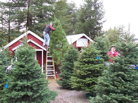 ee7000a1395fb52302efe22532f4372c | Christmas Tree Farms in USA