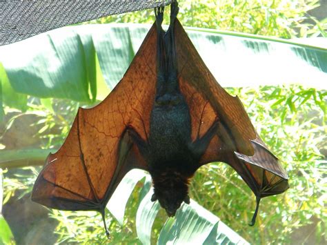 Malayan Flying Fox a.k.a. Fruit Bat | This clearly shows the… | Flickr