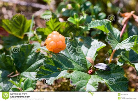 Picking cloudberry stock image. Image of leaves, outside - 20708425