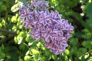 Syringa vulgaris ‘Sensation’ | Plants Direct – Victoria, BC