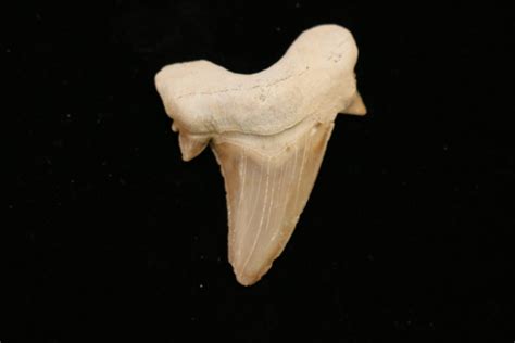 Otodus shark tooth Morocco - Prehistoric Online