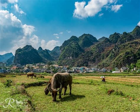 Ha Giang Loop Best Time Of Year To Experience Vietnam's Hidden Gem