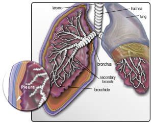 Mesothelioma: What is the mesothelium