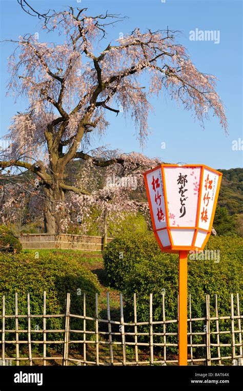 Cherry Blossoms Festival at Maruyama Park, Kyoto JP Stock Photo - Alamy