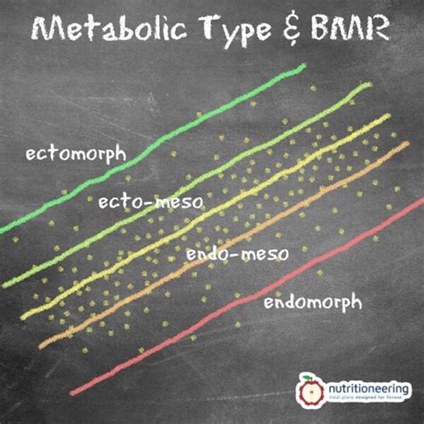 How to Calculate BMR: The Most Accurate Method Explained