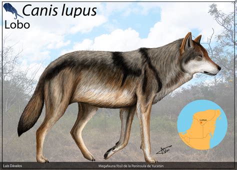 Canis lupus by LADAlbarran2001 on DeviantArt