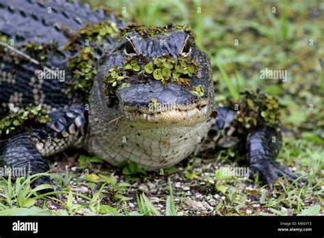 gator Stock Photo - Alamy