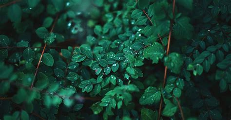 Raindrops on Green Leaves · Free Stock Photo