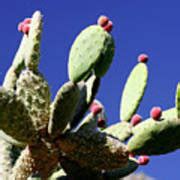 Prickly Pear Cactus Photograph by Michael Szoenyi/science Photo Library ...