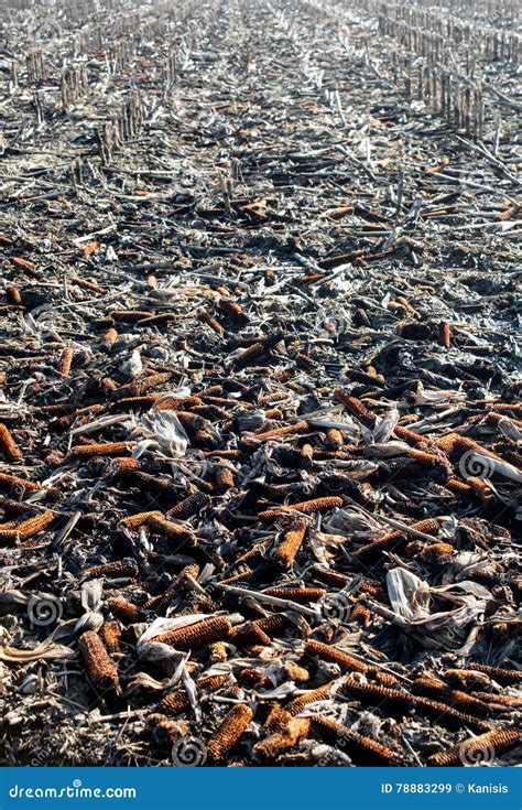 Corn Field after Harvest with Crops Around in Fall Stock Image - Image ...