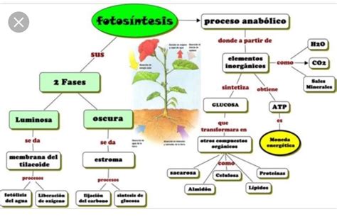 Pin de euge en cs naturales | Fotosintesis de las plantas, Proceso de ...