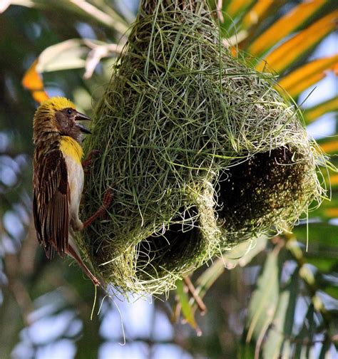 Stock Pictures: Weaver Birds Images