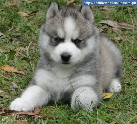 ♥D♥ 436 CHUSKY PUPPY | Puppies~~ Doggies | Pinterest | Puppys, Husky and Php