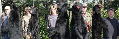 Black Bear Hunts in Maine – Foggy Mountain Guide Service