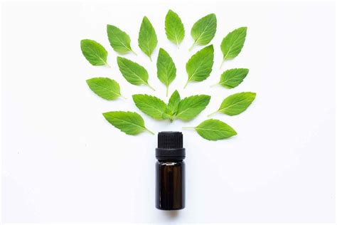 Peppermint Oil for Hair Growth: What You Should Know | Women's Concepts