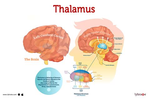 Thalamus (Human Anatomy): Picture, Functions, Diseases, and Treatments