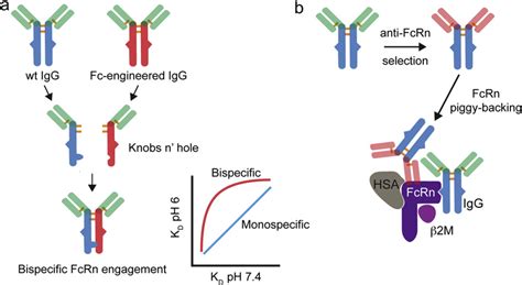 Potential IgG engineering strategies to alter Fc interactions with FcRn... | Download Scientific ...