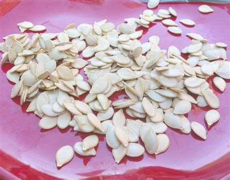 Nifty Thrifty Bits: Seed Saving: Harvesting Heirloom Yellow Crookneck Squash Seeds