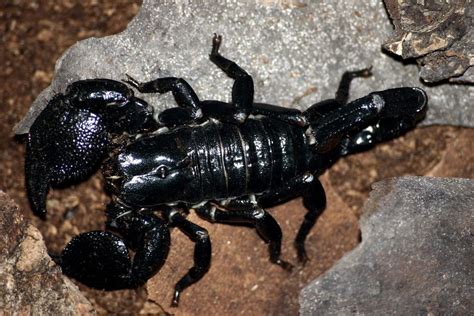 El escorpión, el arácnido más antiguo | Scorpion, Poisonous animals ...