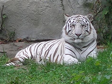 Tigre blanco