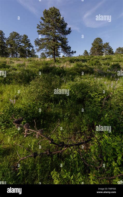 Albany Pine Bush Preserve. Albany, New York, USA Stock Photo - Alamy