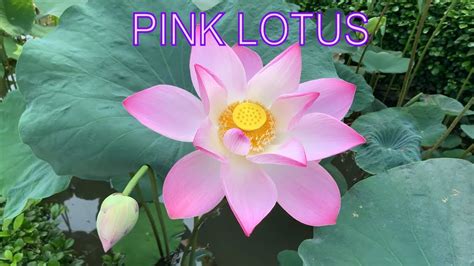 PINK LOTUS FLOWER - Ultra HD 4K. - YouTube