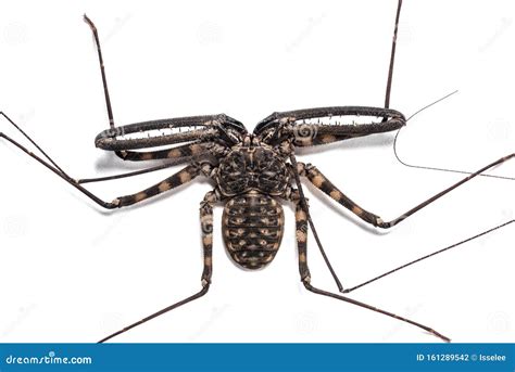 Damon Diadema Is A Species Of Amblypygid Stock Photo - Image of scorpion, overhead: 161289542