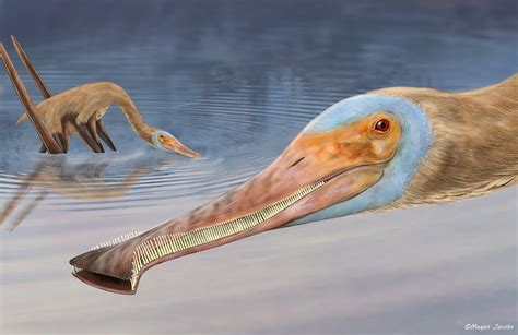 Balaenognathus maeuseri - Carnivora